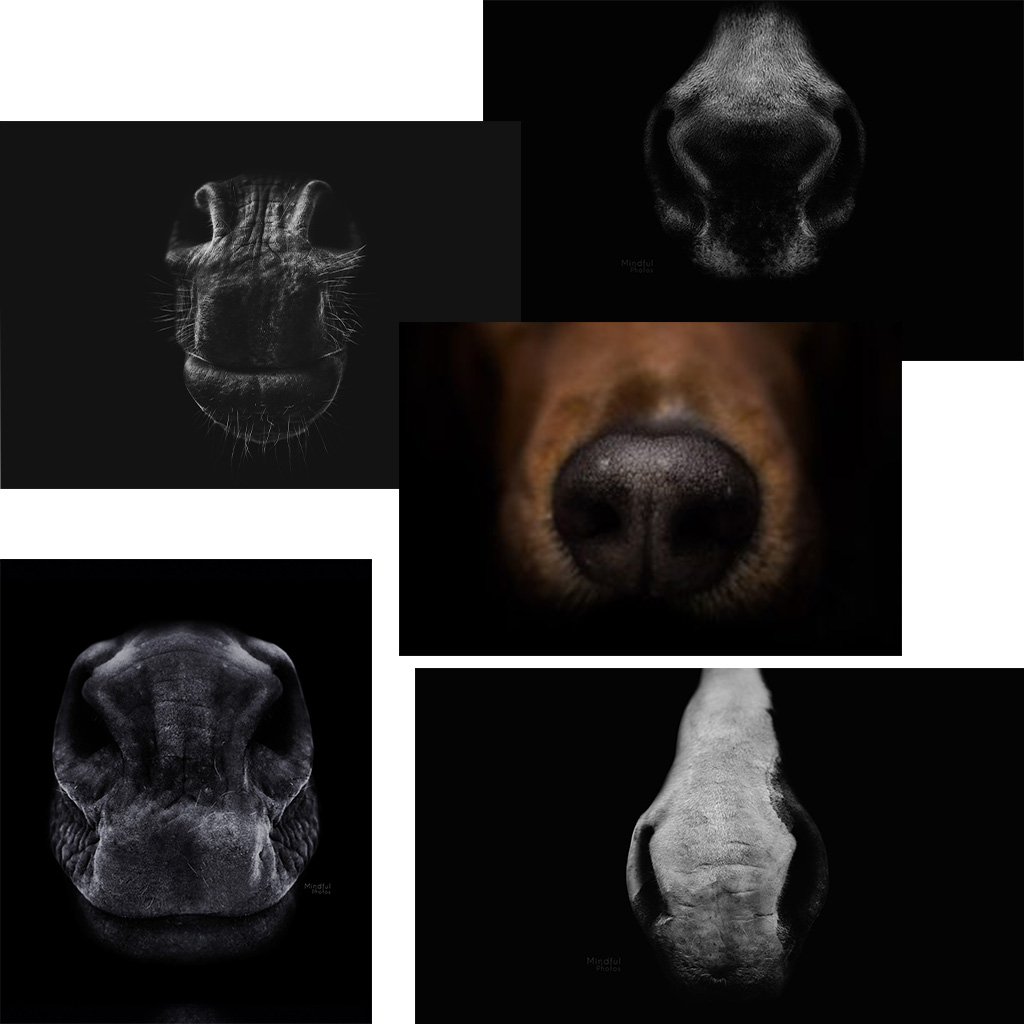 Collage aus Nüstern und Schnauze